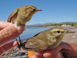 Bird ringing Schinias, Greece (photo Stam Zogaris)